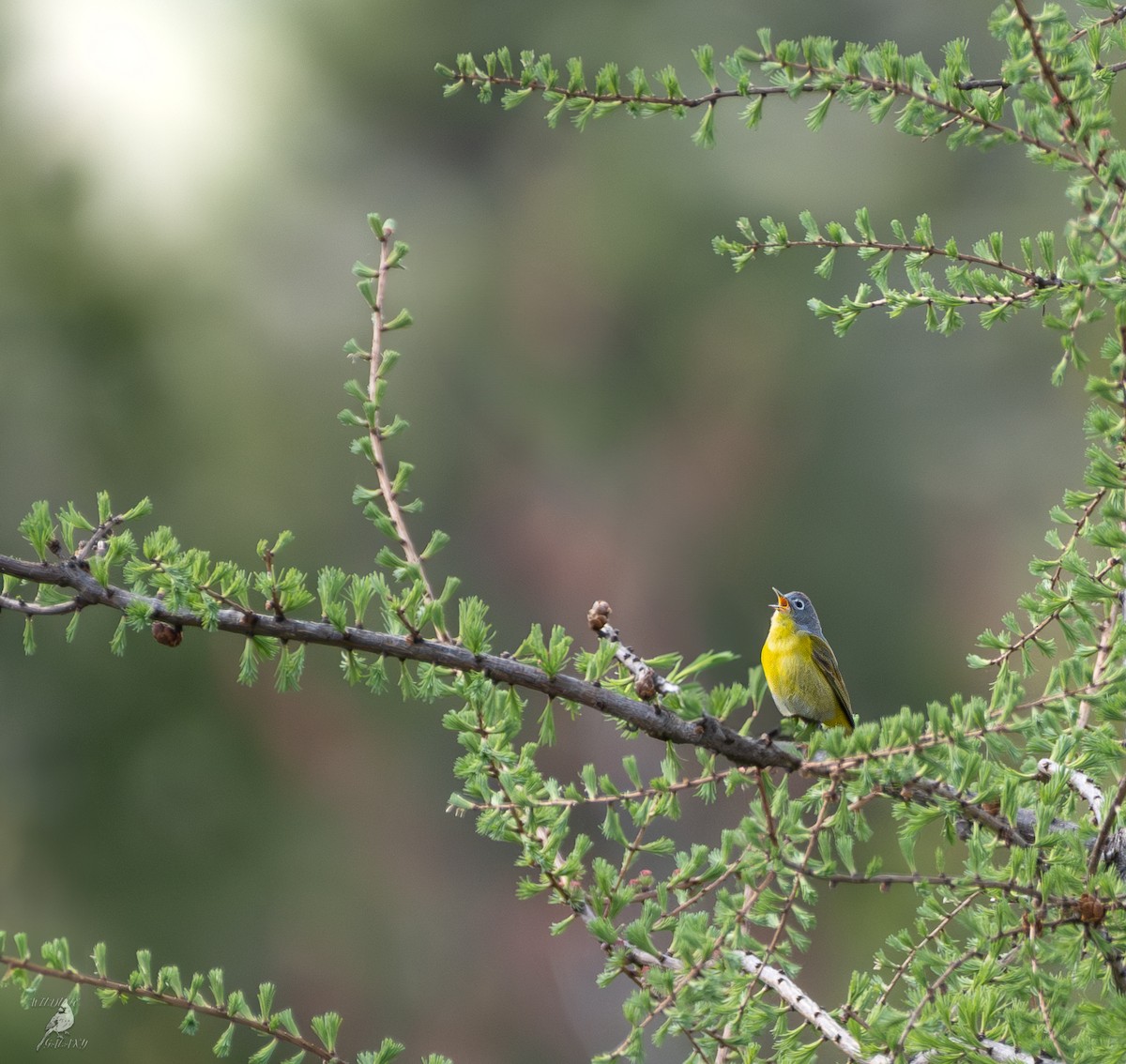 Nashville Warbler - ML636637023