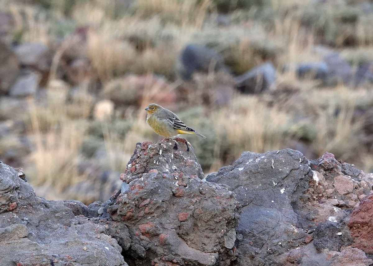 Greater Yellow-Finch - ML636637072