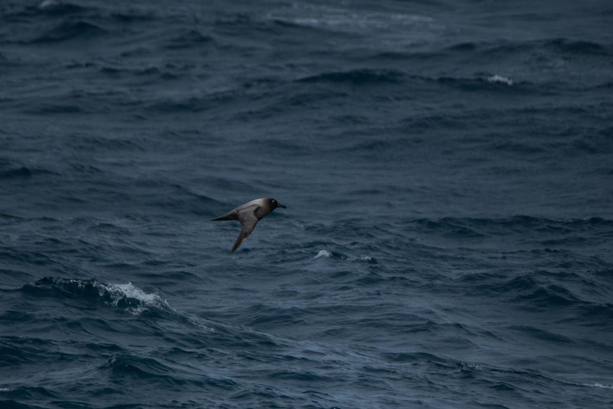Albatros Tiznado - ML636637076