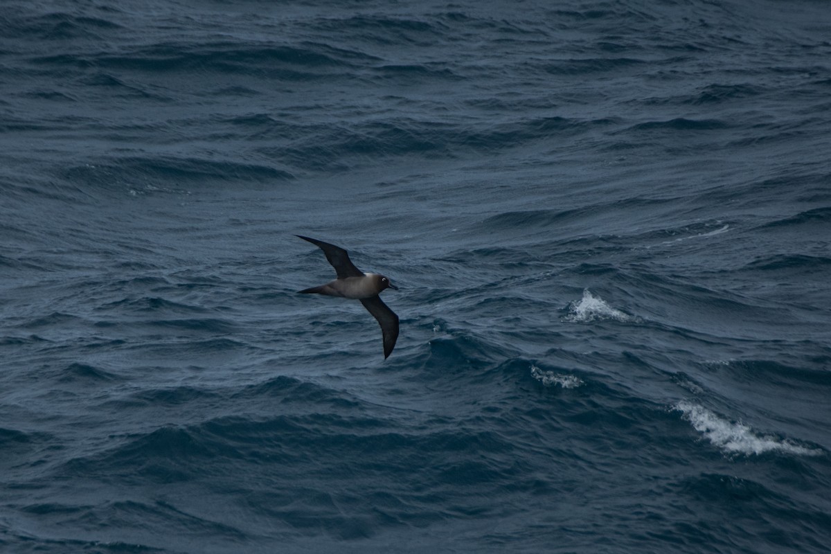 Albatros Tiznado - ML636637077