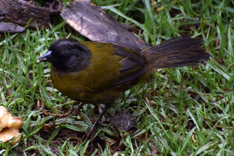 Large-footed Finch - ML636637099