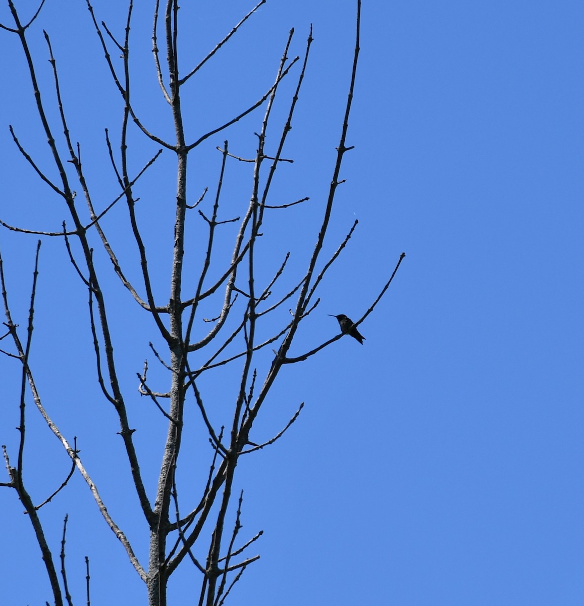 Ruby-throated Hummingbird - ML636637401