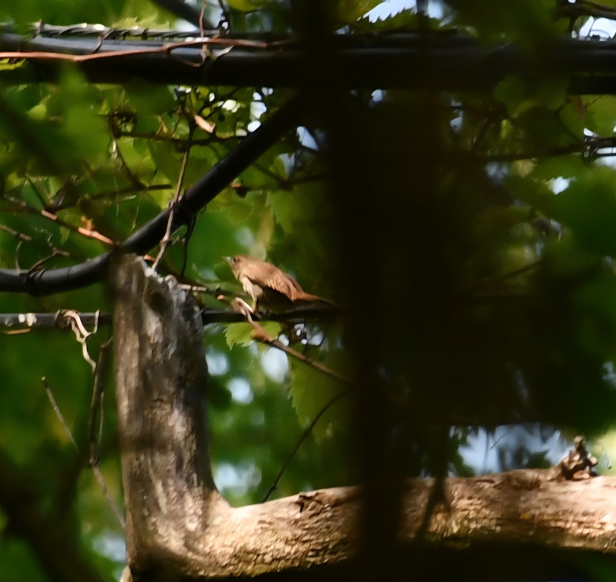 Northern House Wren - ML636637445