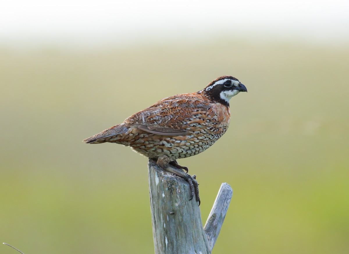 Northern Bobwhite - ML636637499