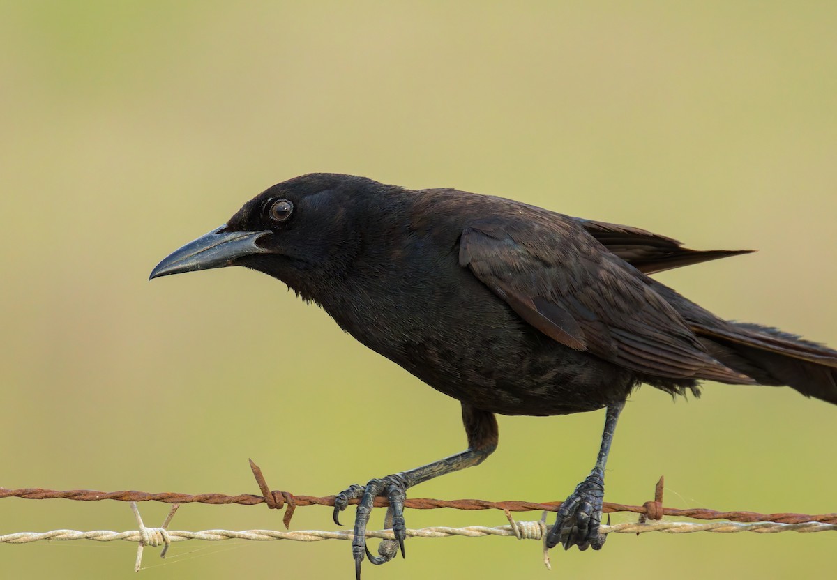 Boat-tailed Grackle - ML636637505