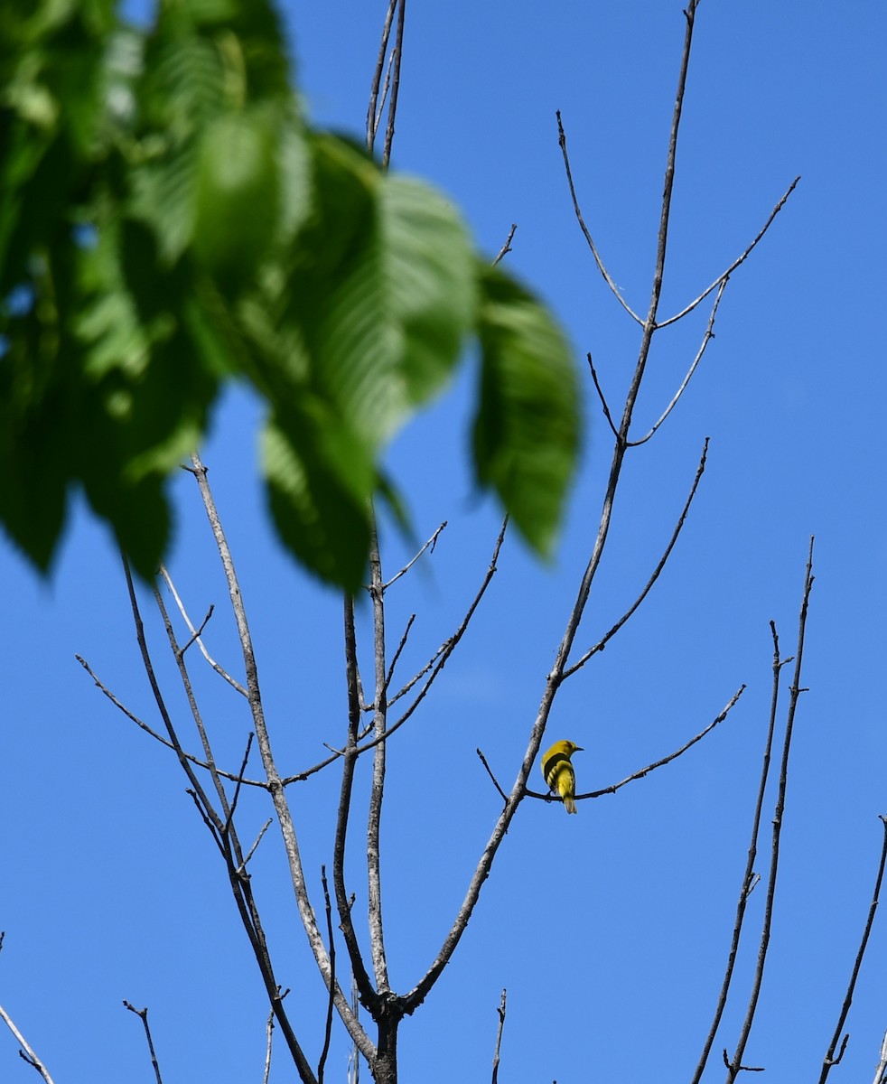 Yellow Warbler - ML636637524