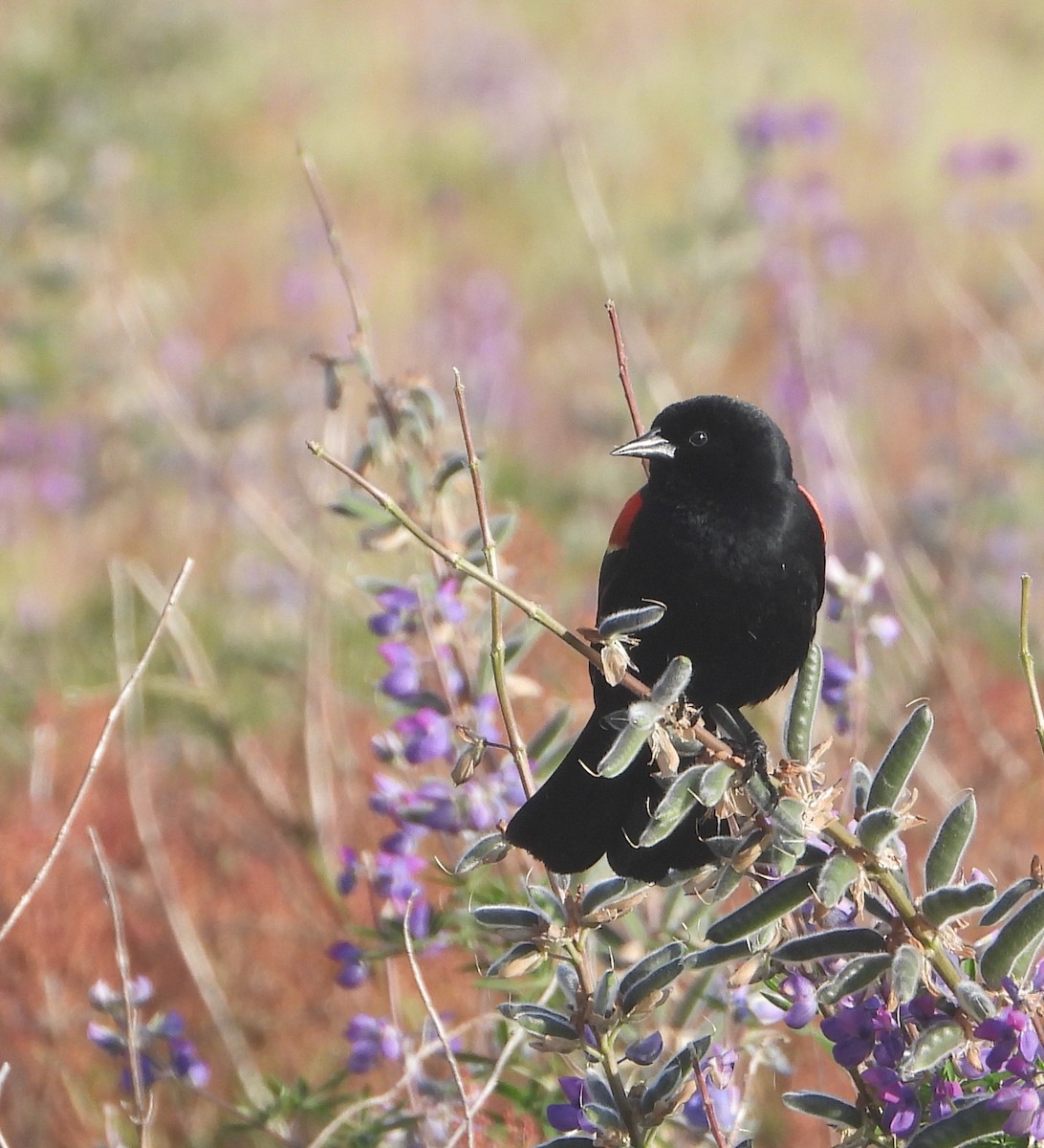 Red-winged Blackbird - ML636637531