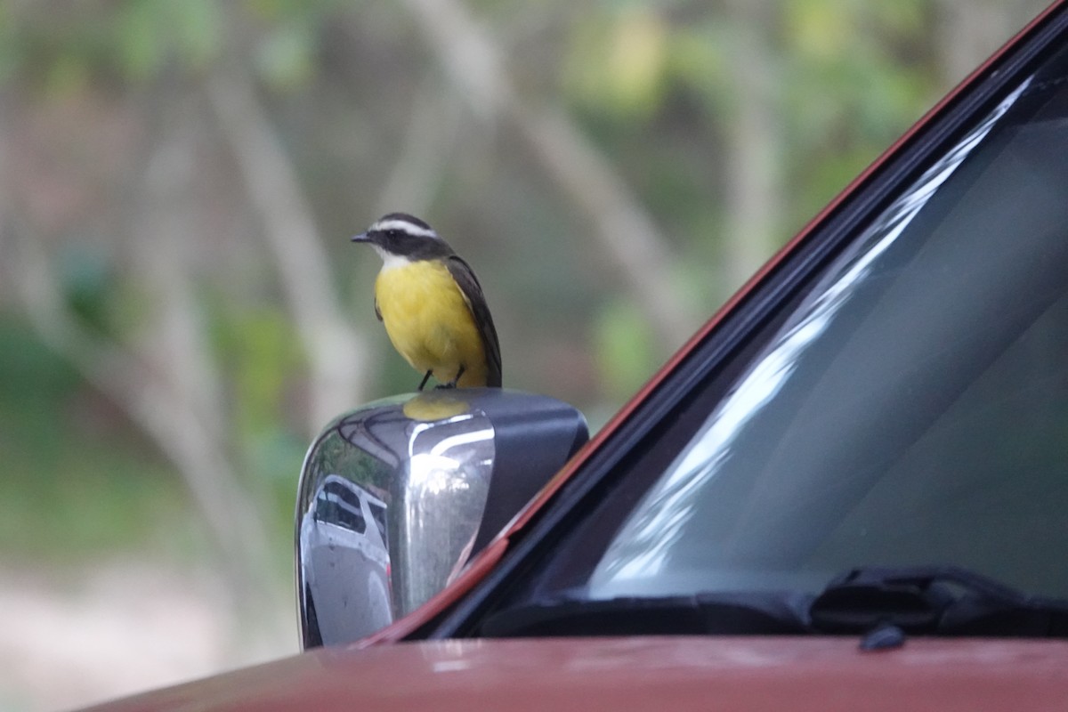 Social Flycatcher - ML636637623