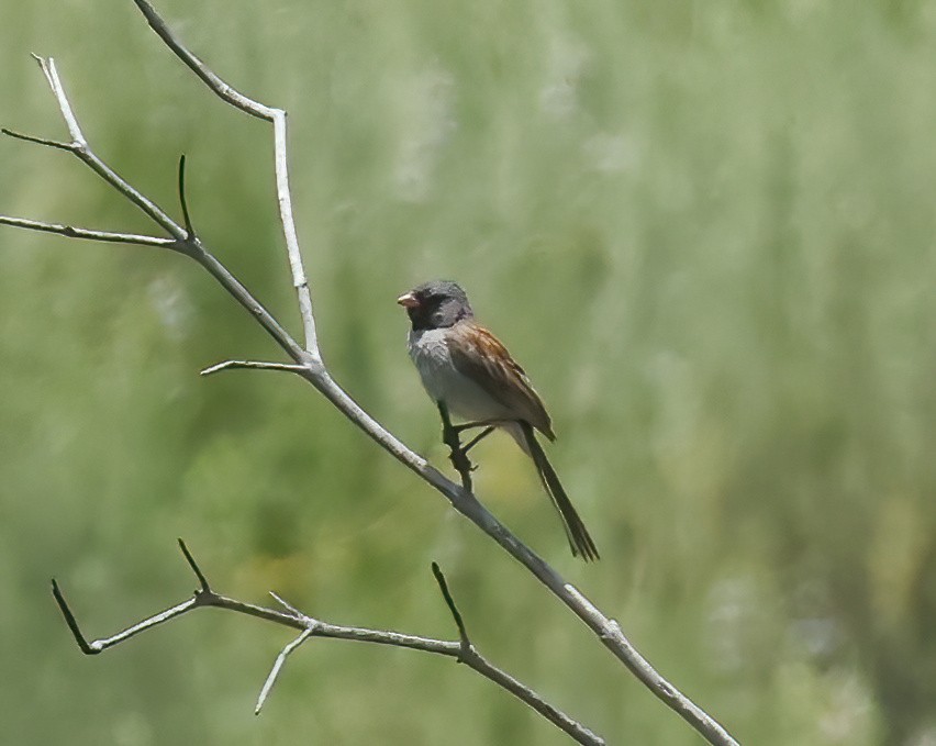Black-chinned Sparrow - ML636637693