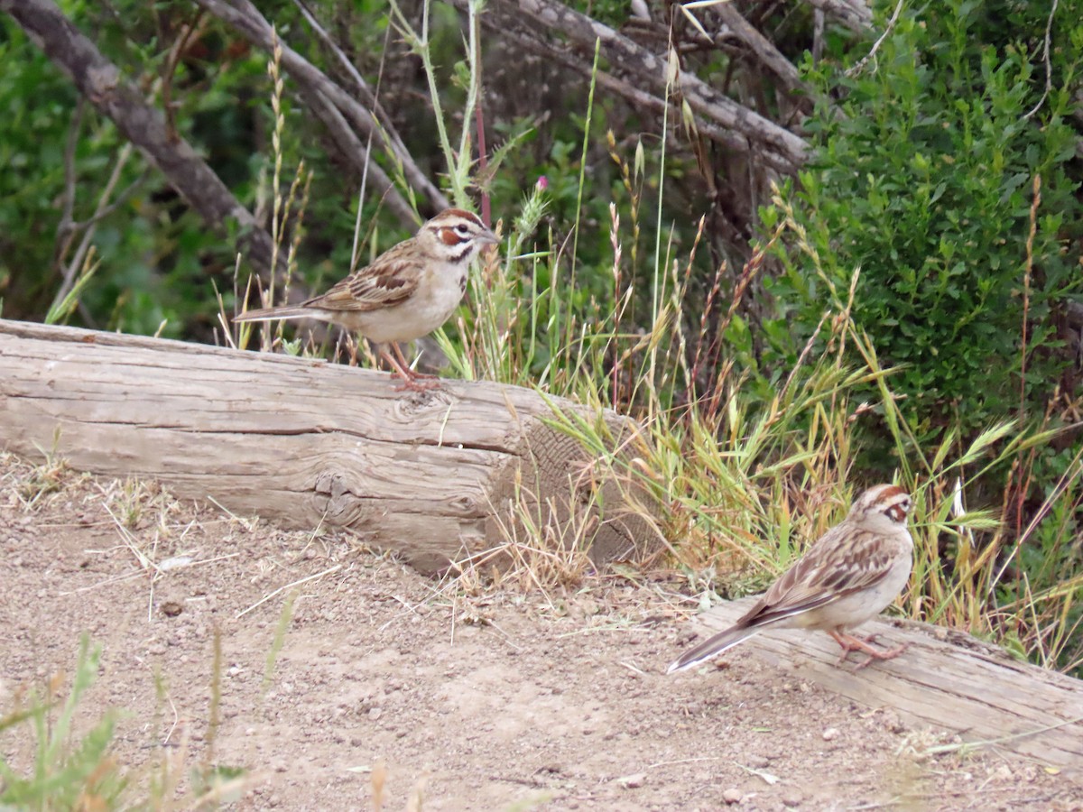 גיבתונית לבנת-גבה - ML636637762
