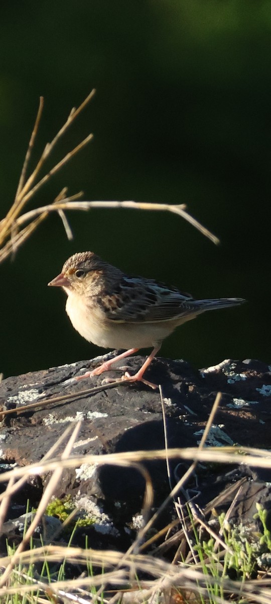 Grasshopper Sparrow - ML636637763