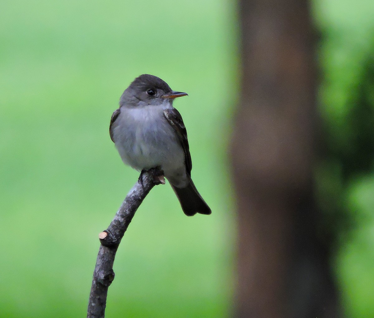 Eastern Wood-Pewee - ML636637780