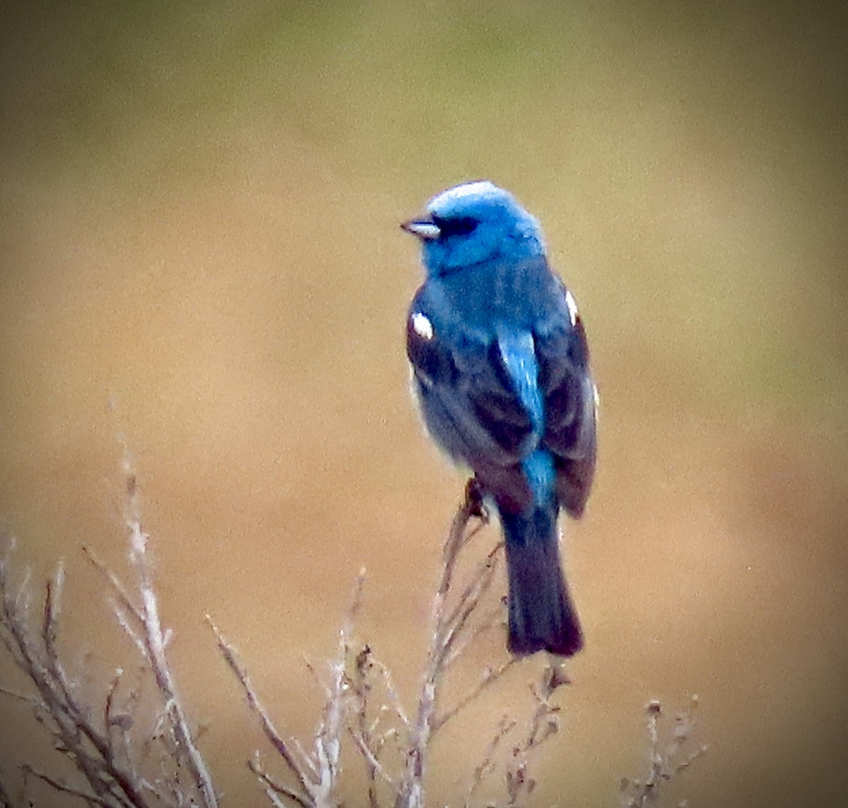 Lazuli Bunting - ML636637793