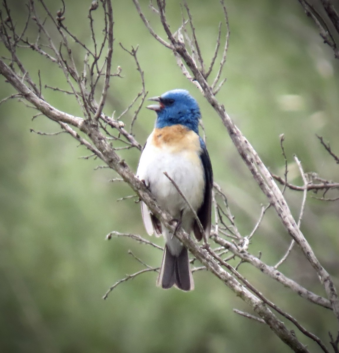 Lazuli Bunting - ML636637815