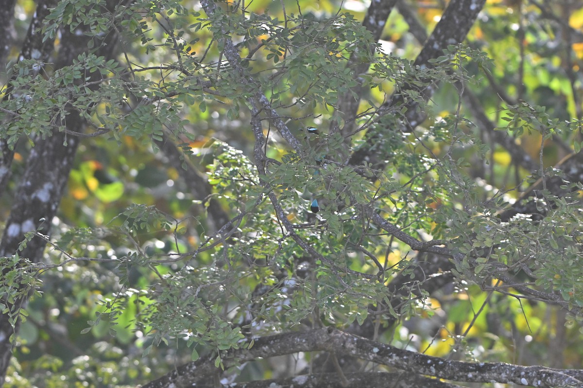 Turquoise-browed Motmot - ML636637841