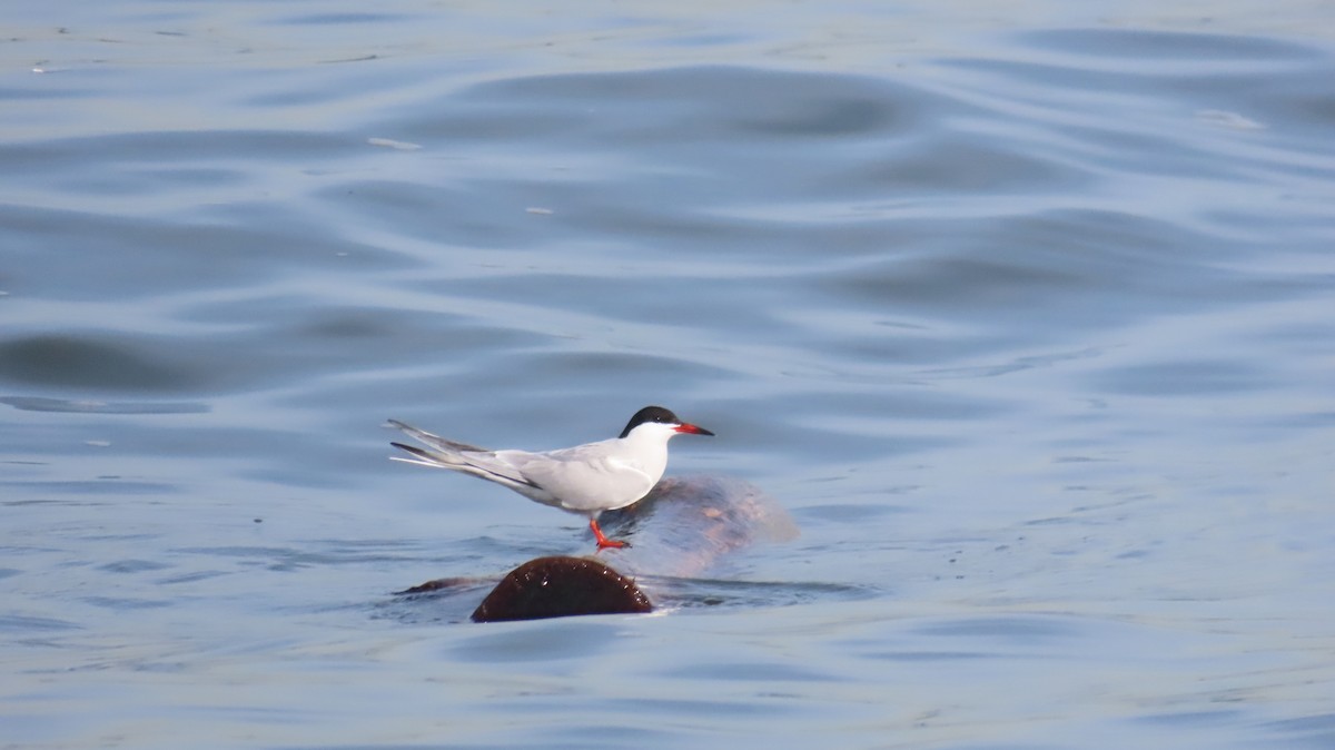 Common Tern - ML636638170