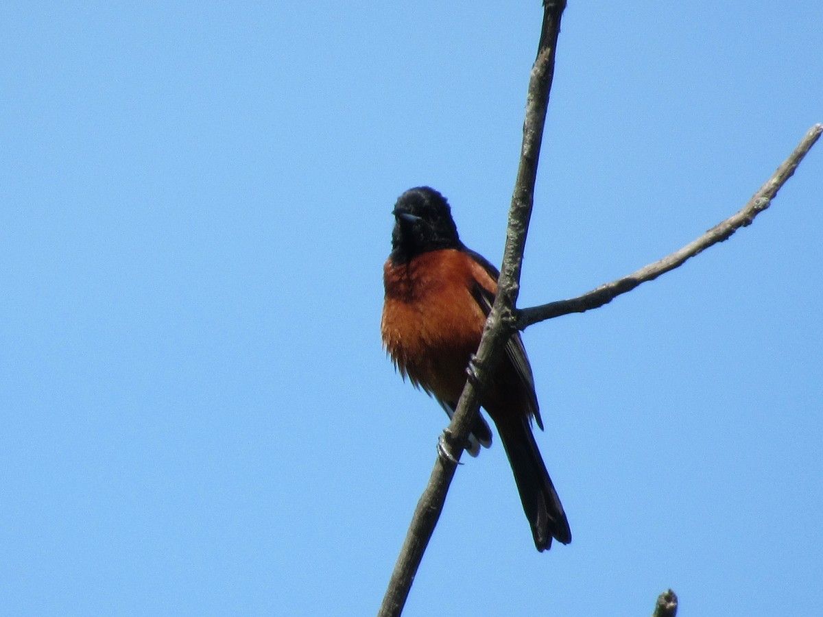 Orchard Oriole - ML636638225