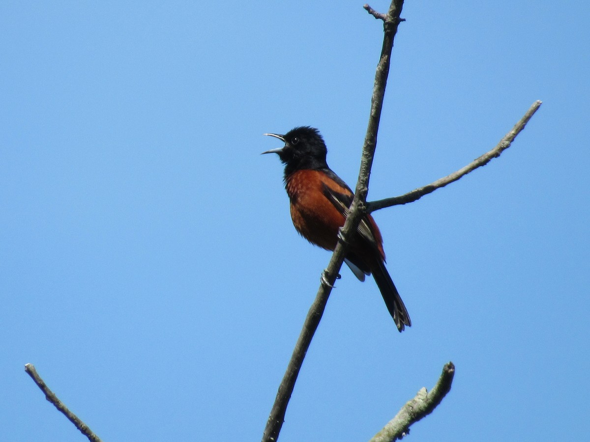Orchard Oriole - ML636638226