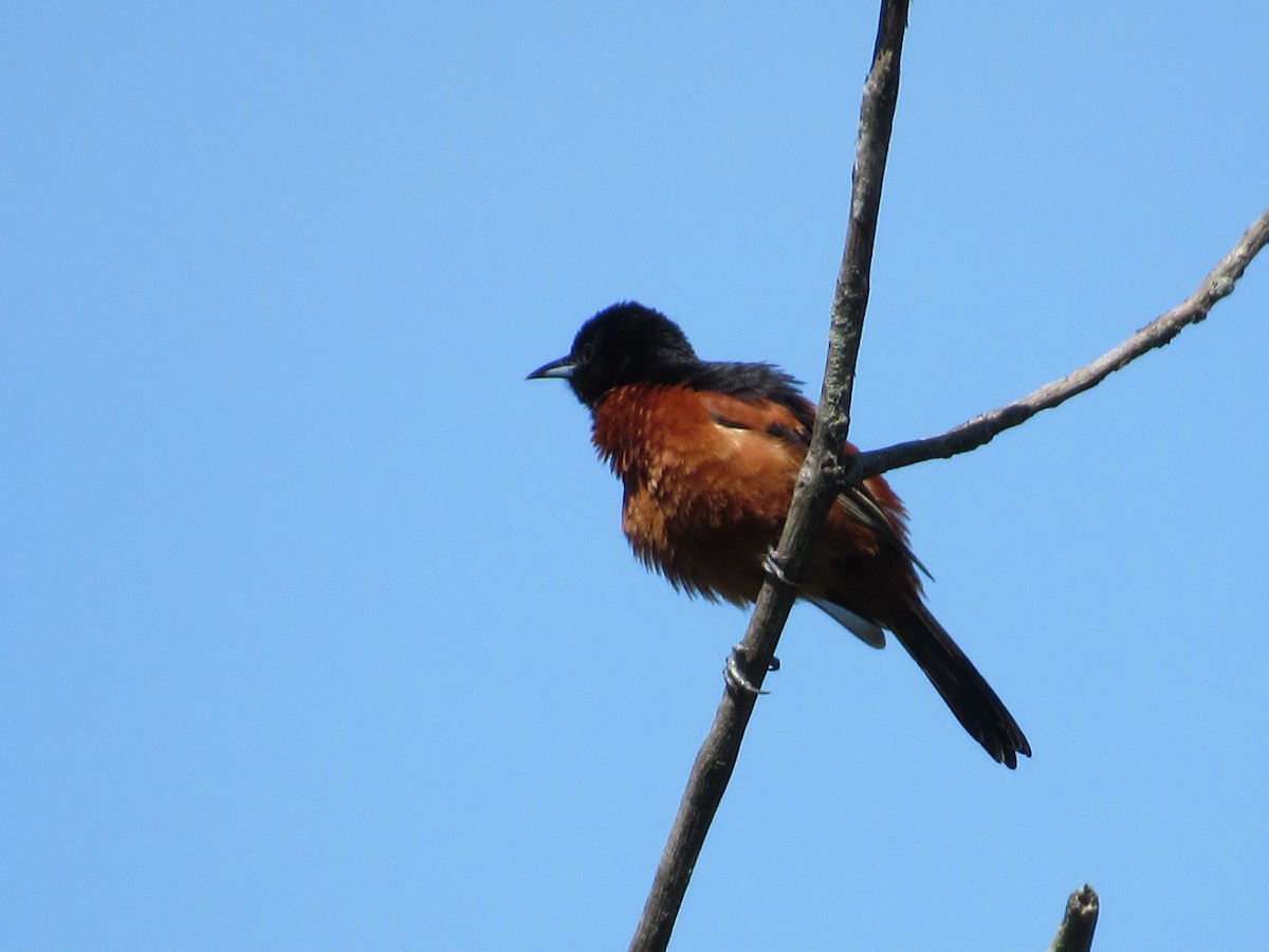 Orchard Oriole - ML636638227