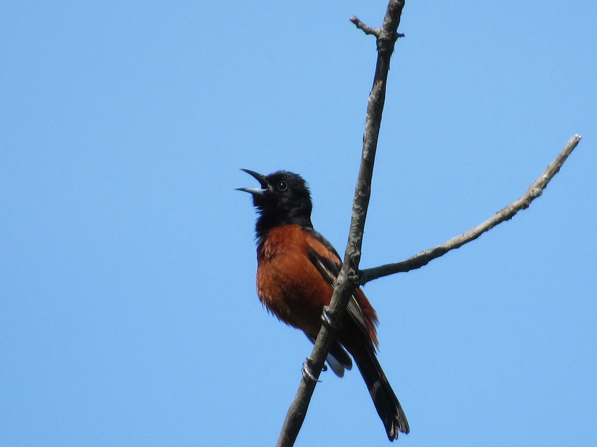 Orchard Oriole - ML636638228