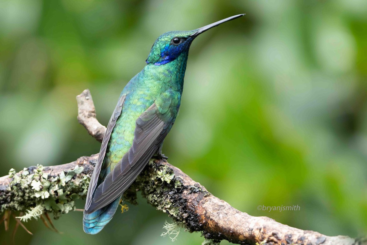 Sparkling Violetear - ML636638238