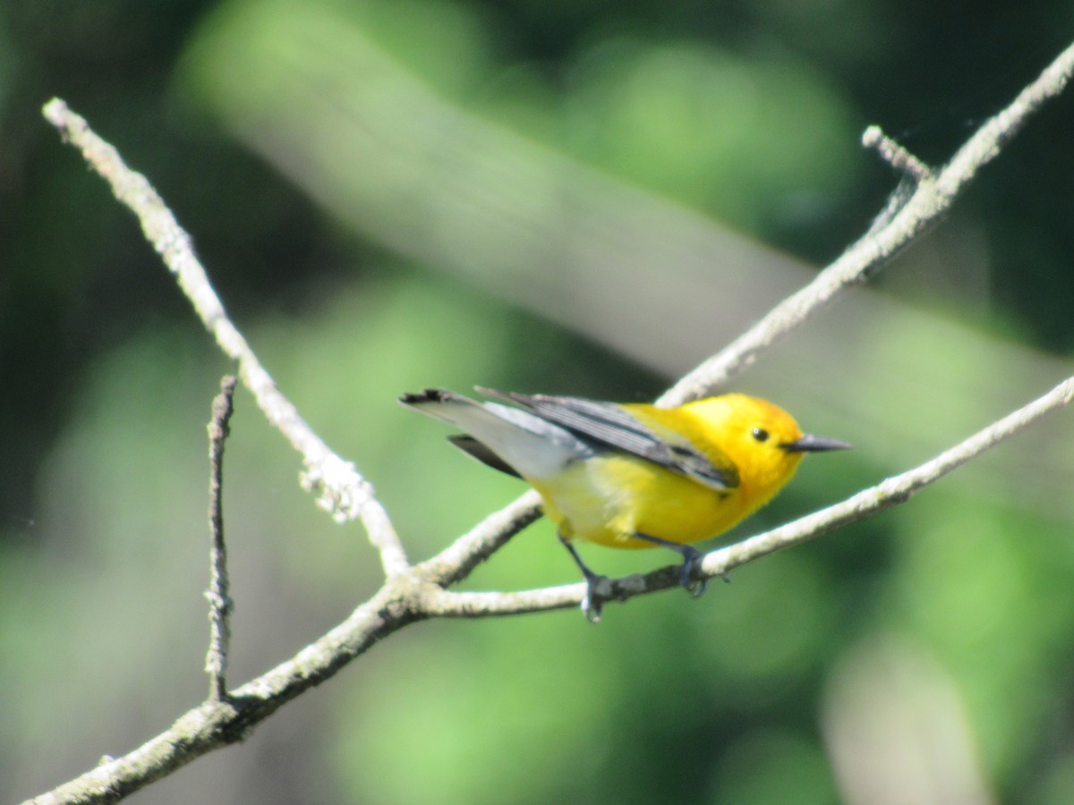 Prothonotary Warbler - ML636638246