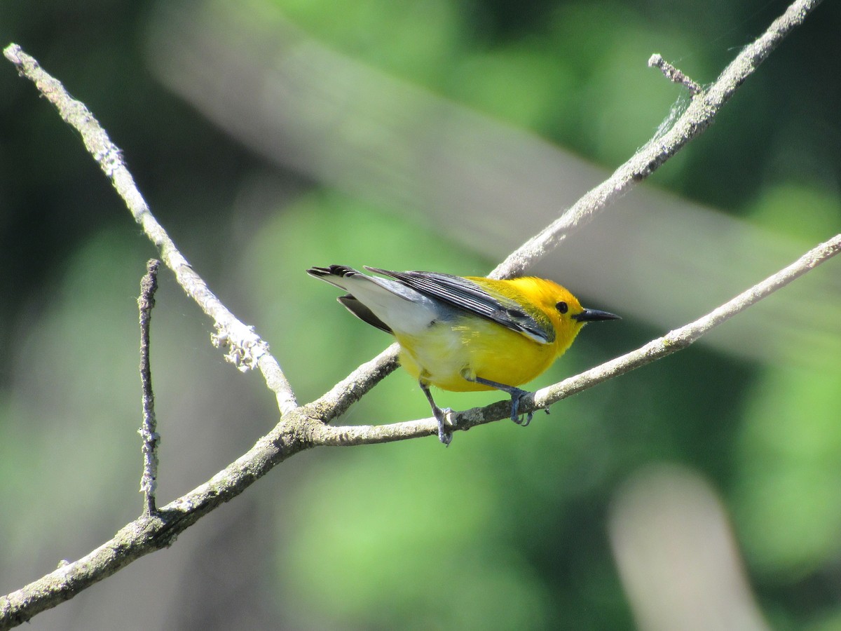 Prothonotary Warbler - ML636638247