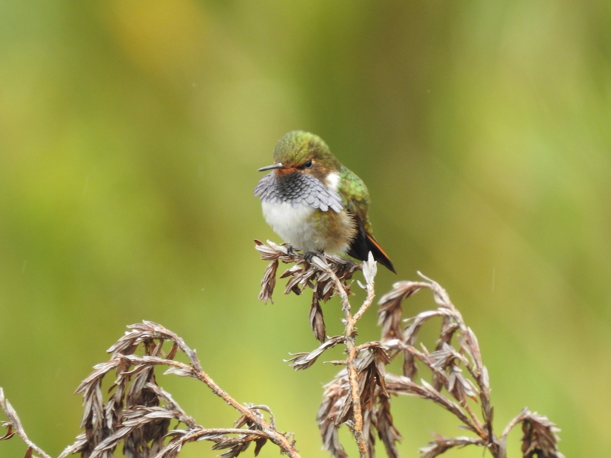 Volcano Hummingbird - ML636638280
