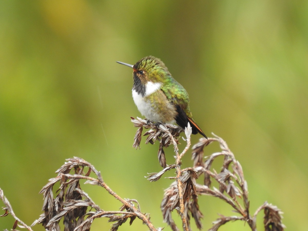 Volcano Hummingbird - ML636638281