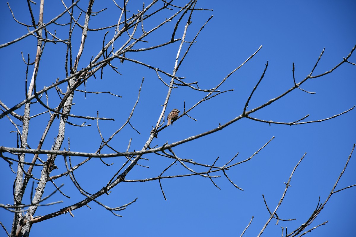 Song Sparrow - ML636638309