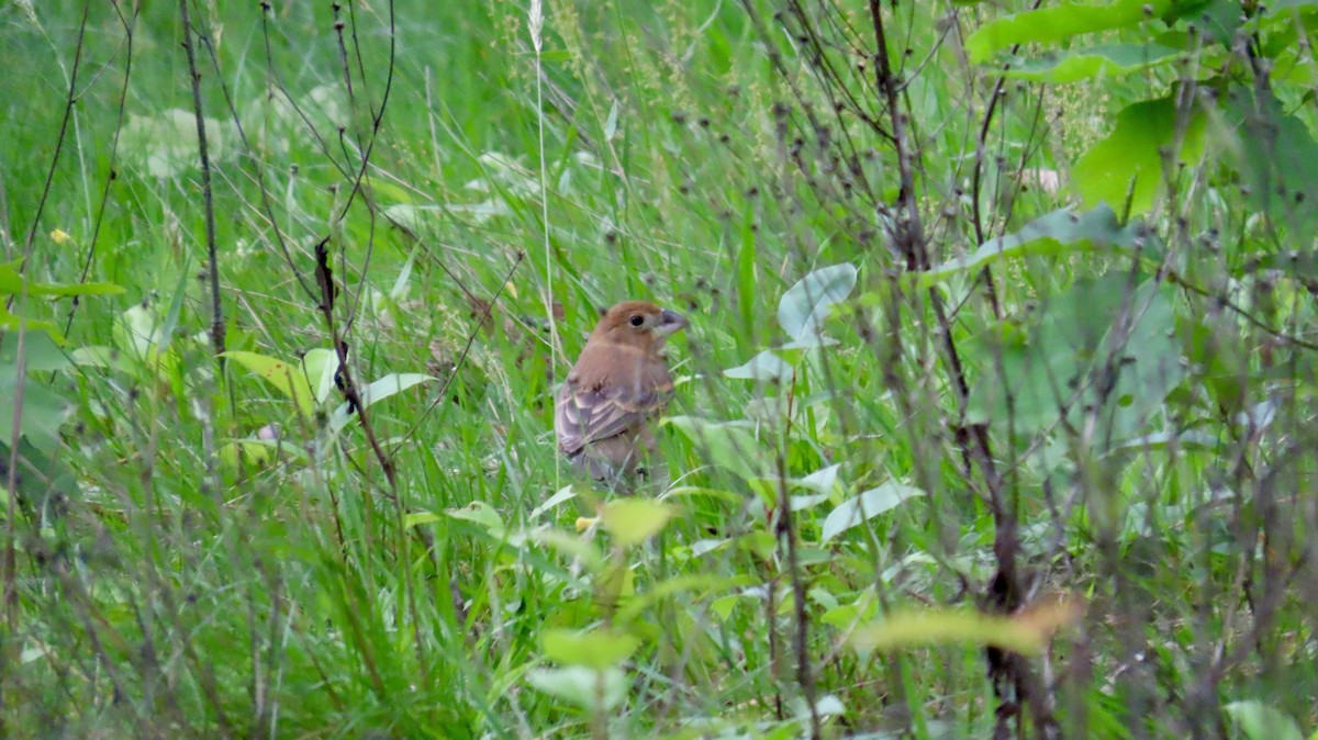 Blue Grosbeak - ML636638331