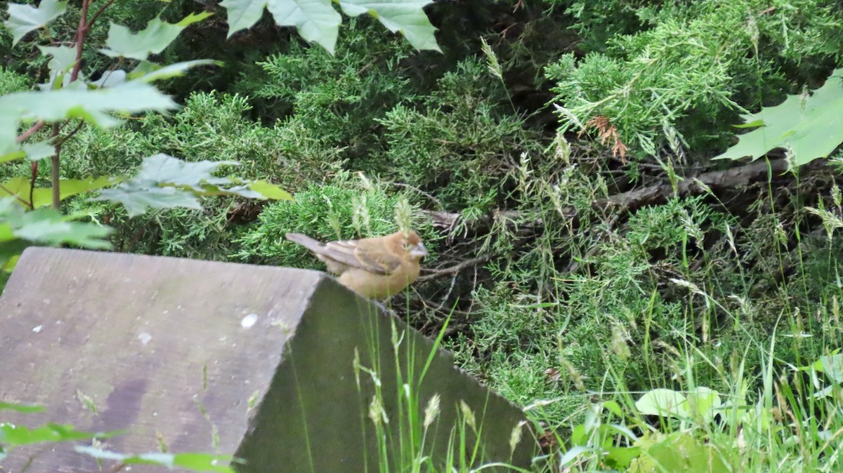 Blue Grosbeak - ML636638334