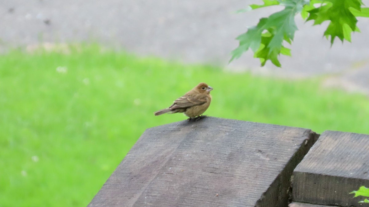 Blue Grosbeak - ML636638337