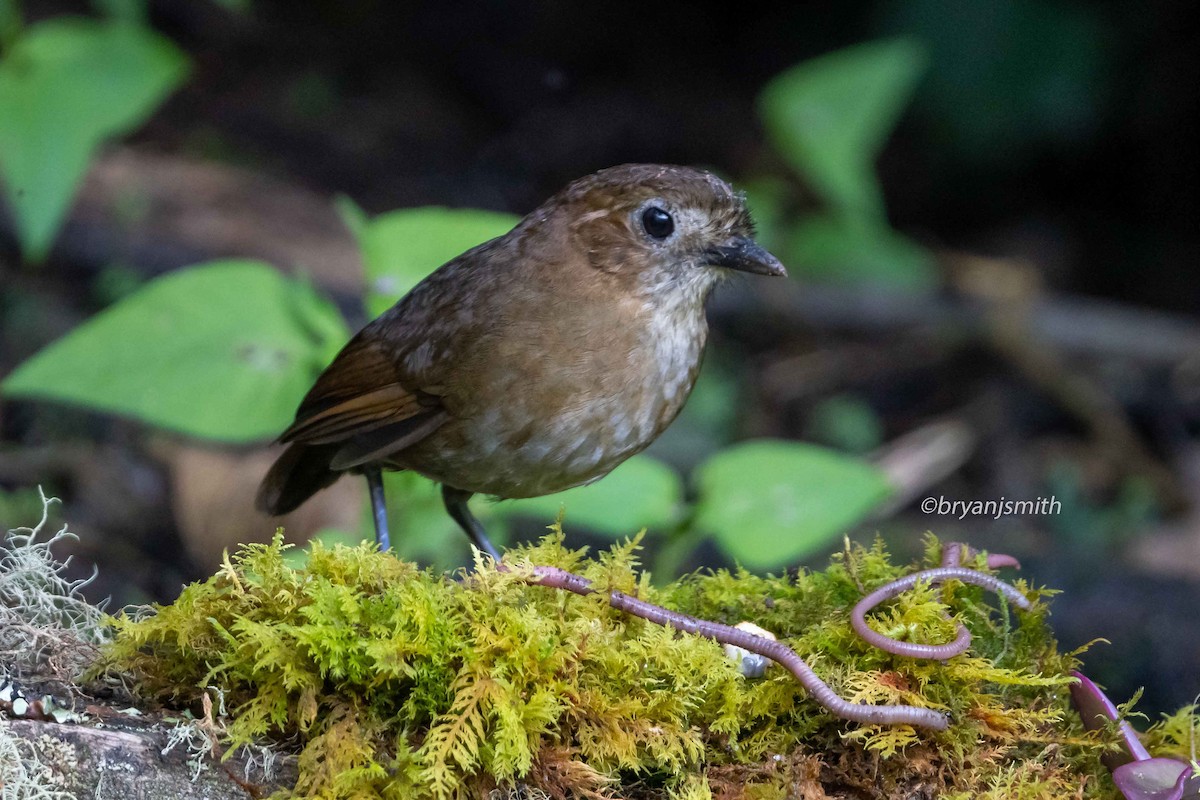 Brown-banded Antpitta - ML636638465
