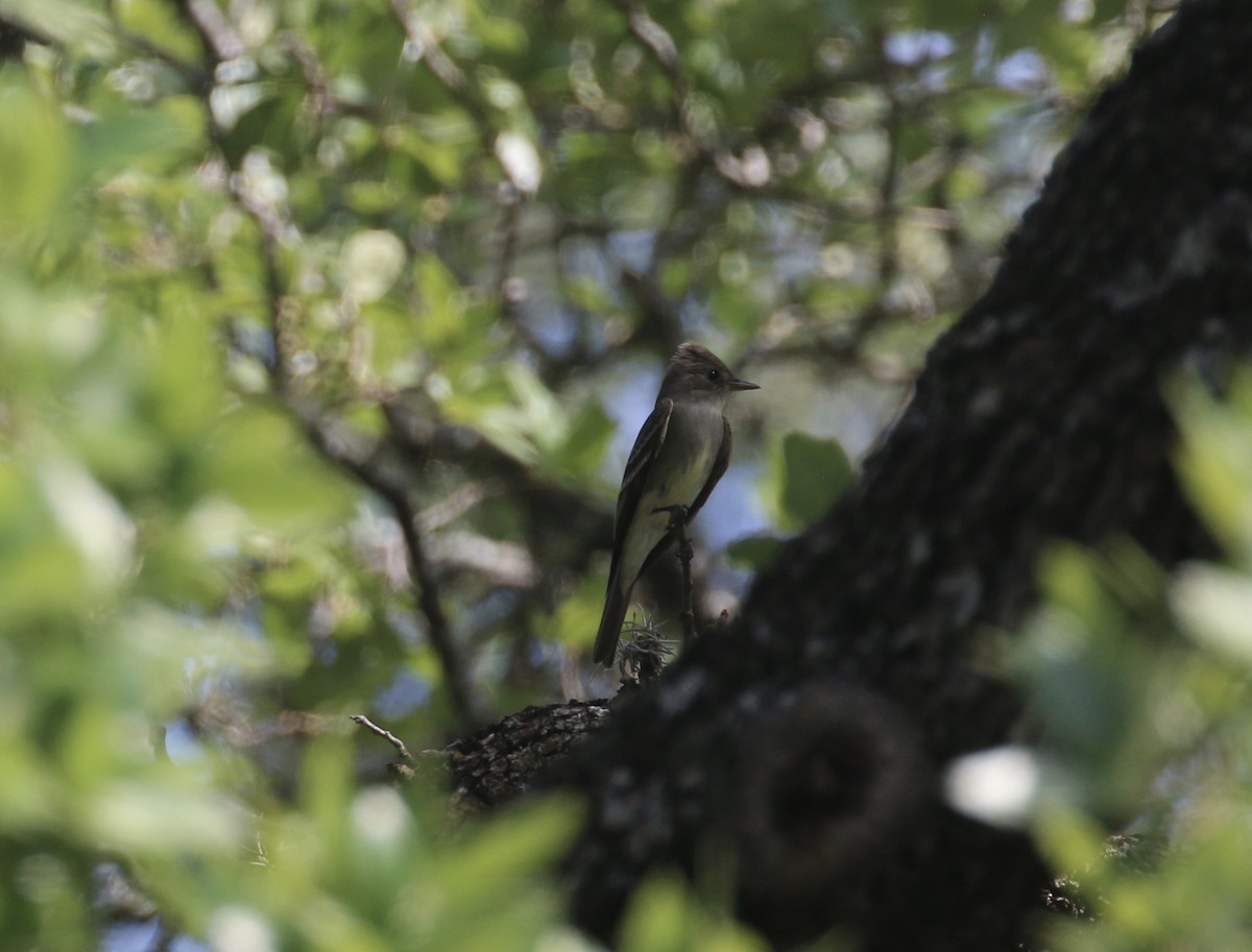 Western Wood-Pewee - ML636638480
