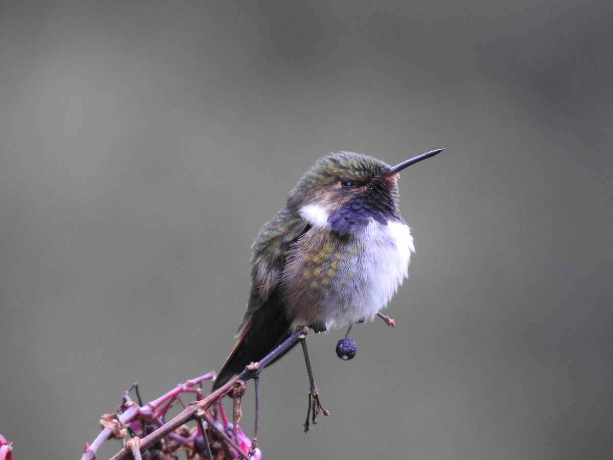 Volcano Hummingbird - ML636638531