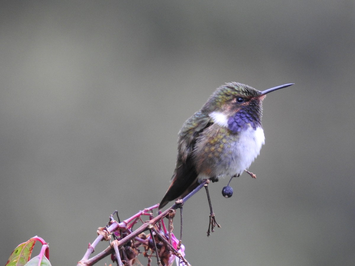 Volcano Hummingbird - ML636638532