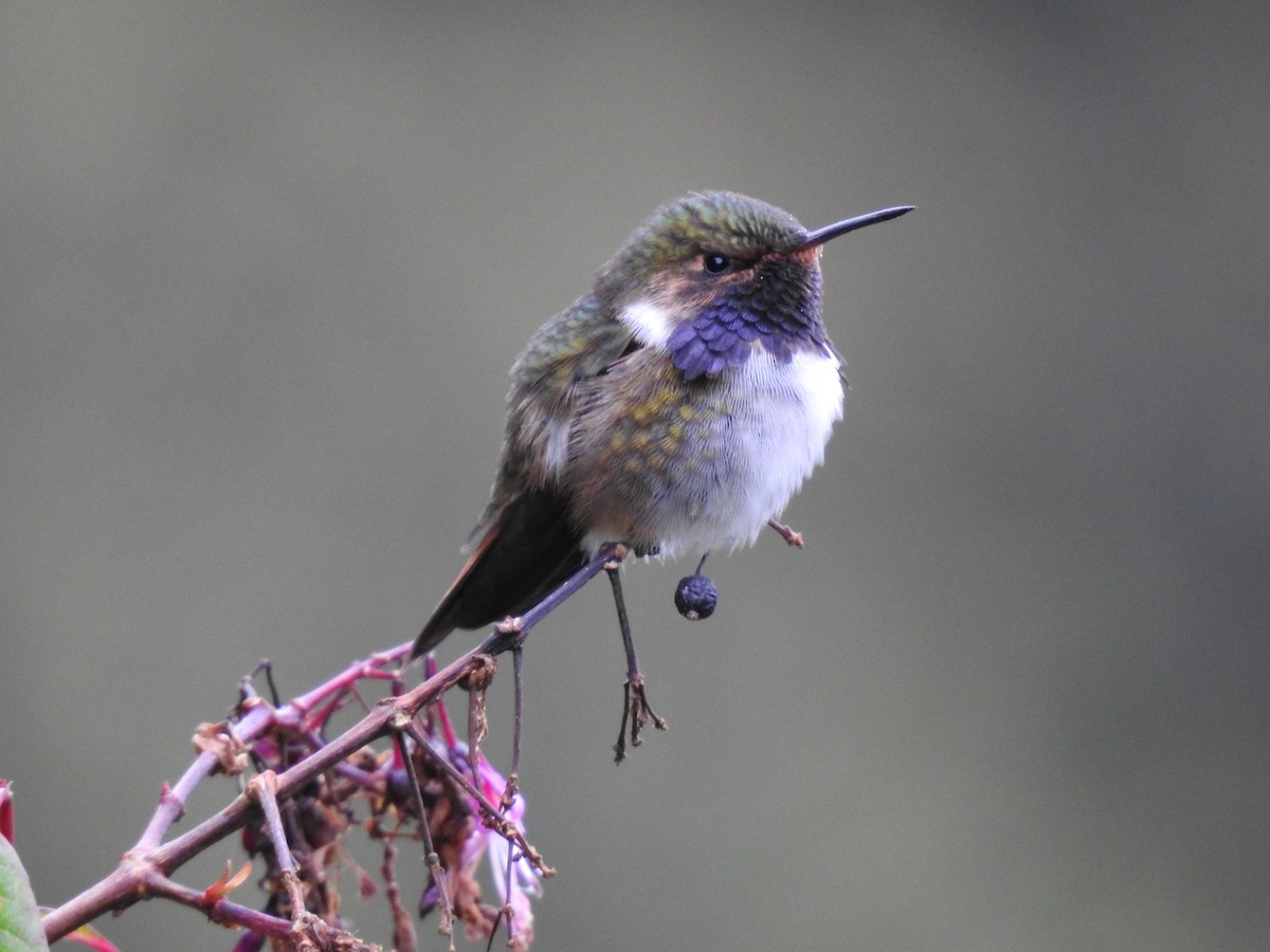 Volcano Hummingbird - ML636638535