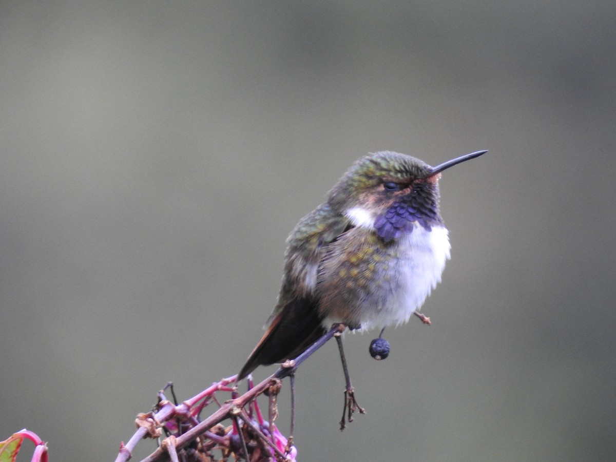 Volcano Hummingbird - ML636638537