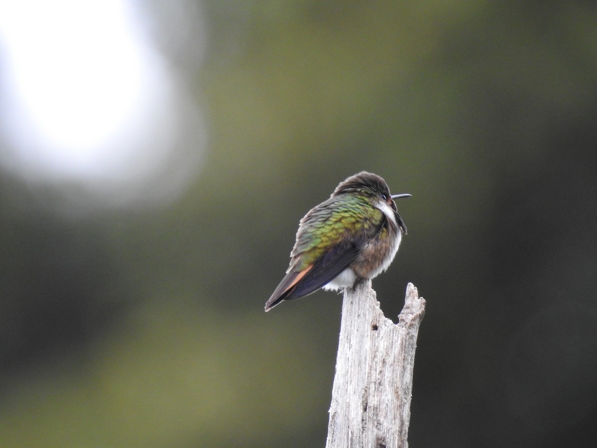 Volcano Hummingbird - ML636638540
