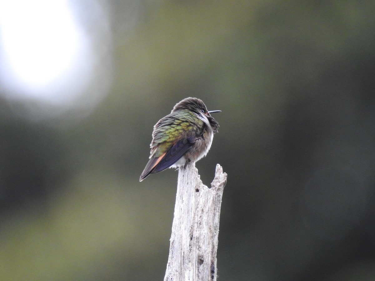 Volcano Hummingbird - ML636638541