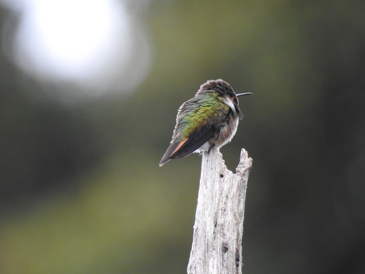 Volcano Hummingbird - ML636638542