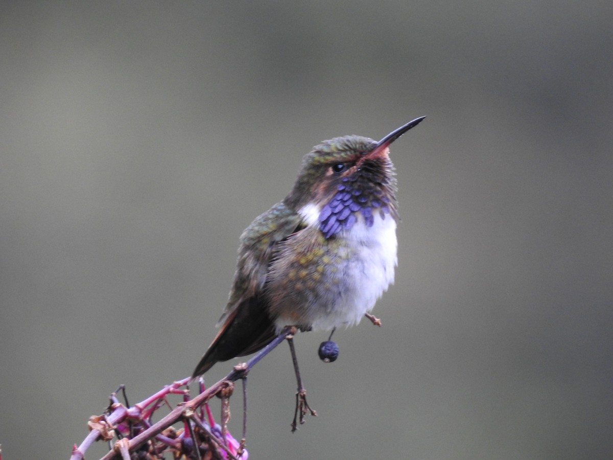 Volcano Hummingbird - ML636638543