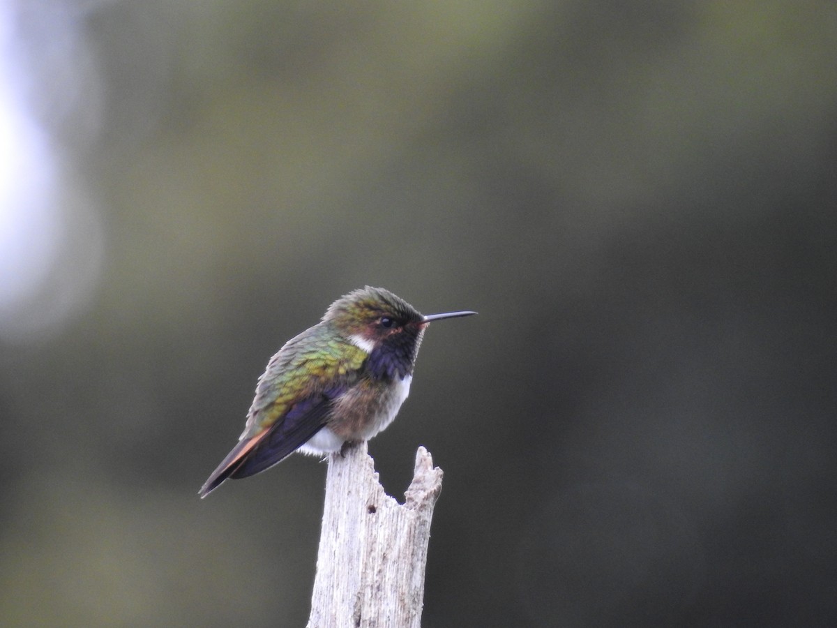 Volcano Hummingbird - ML636638544