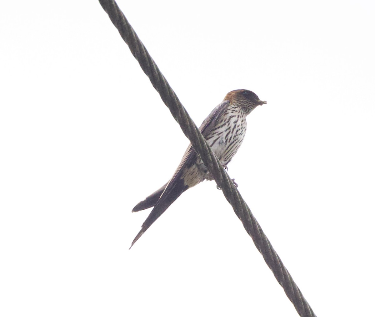 Eastern Red-rumped Swallow (Striated) - ML636638723