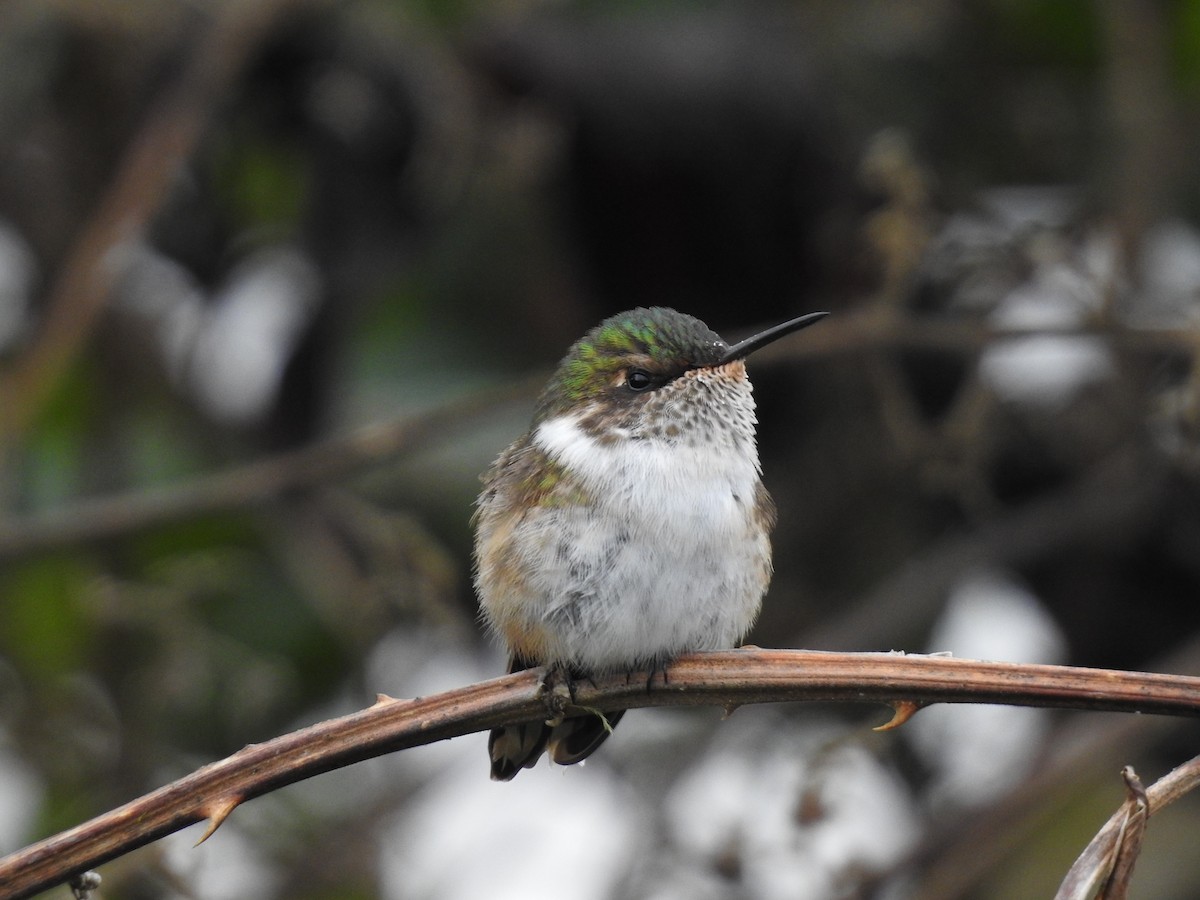 Volcano Hummingbird - ML636638814