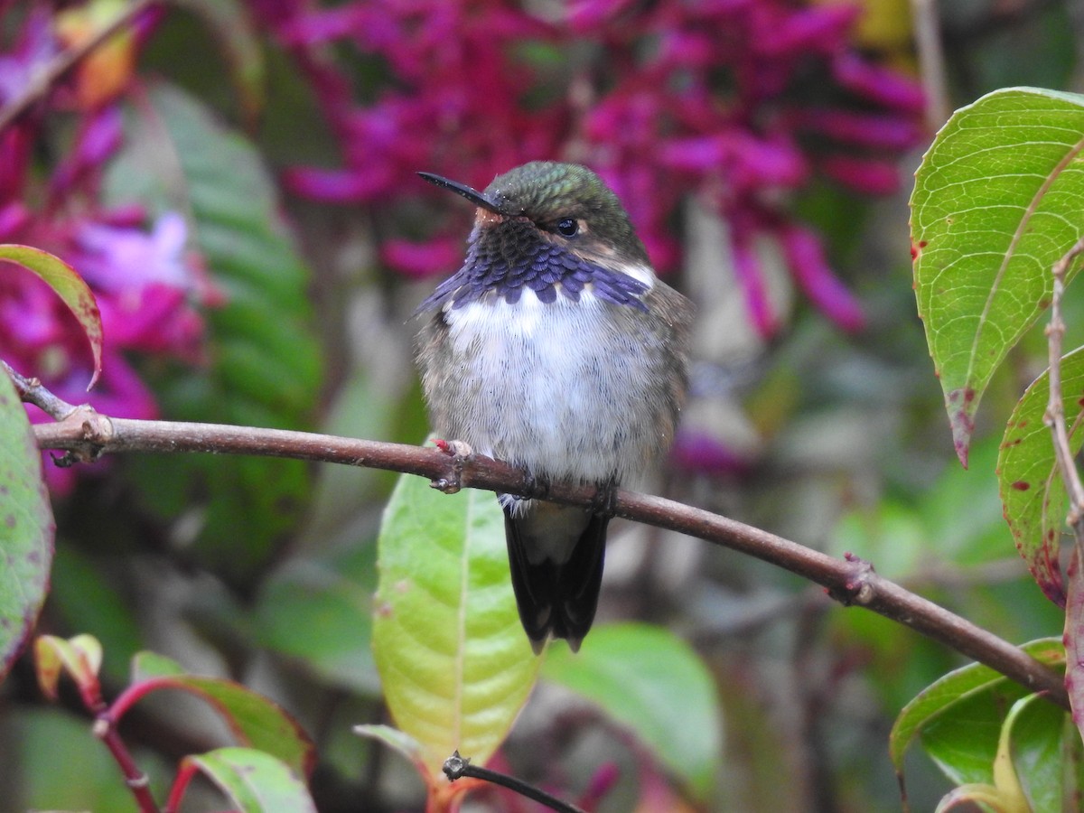 Volcano Hummingbird - ML636638815