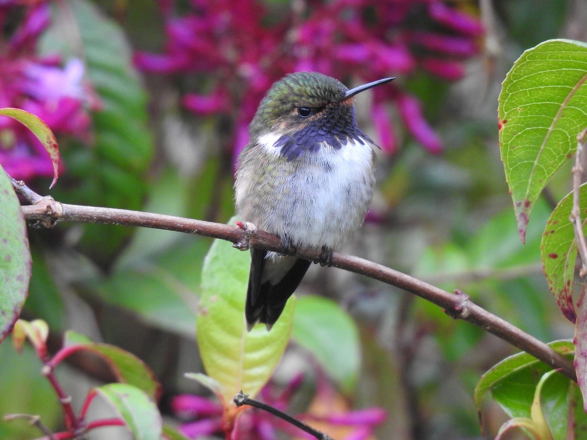 Volcano Hummingbird - ML636638816