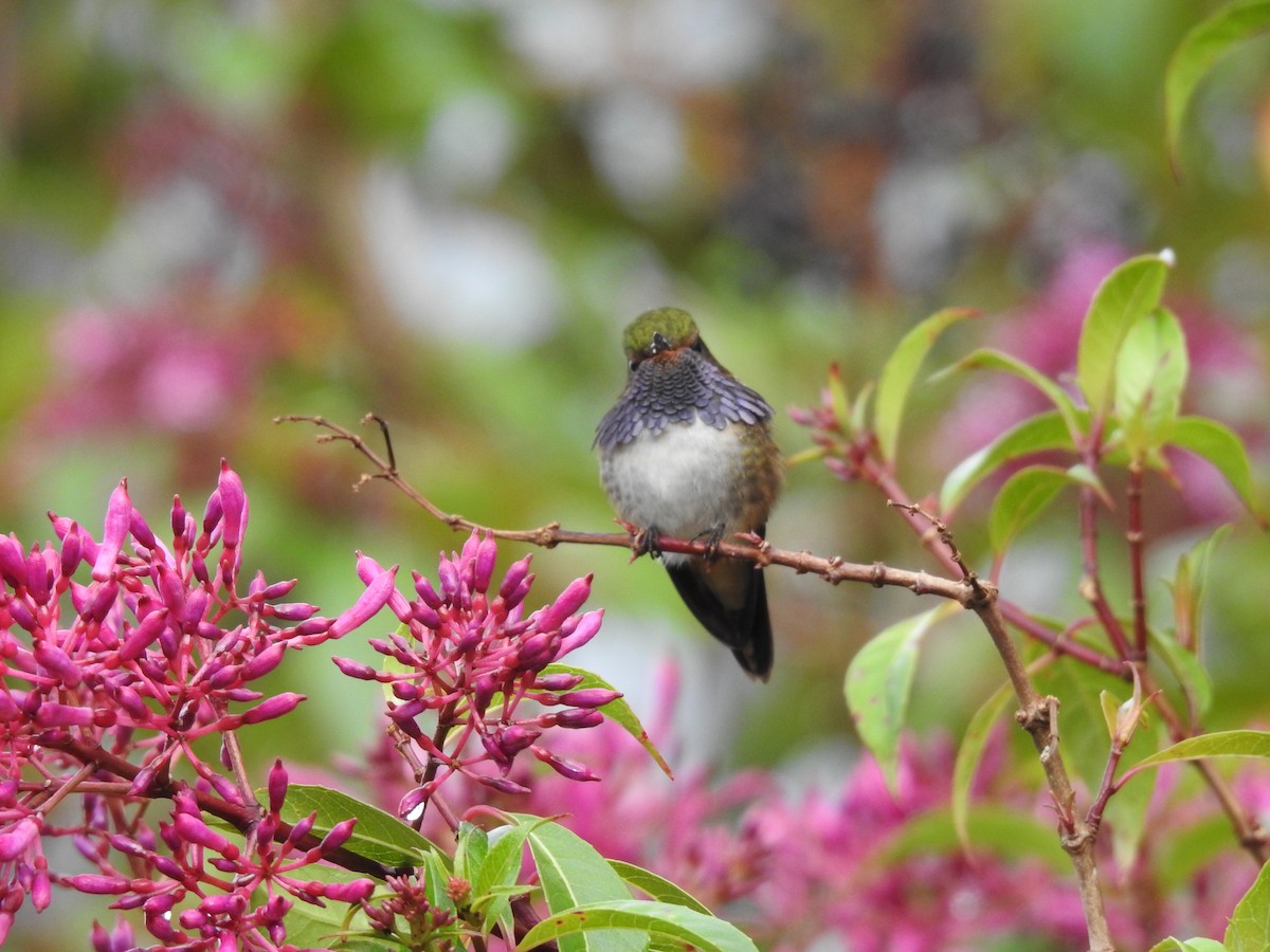 Volcano Hummingbird - ML636638817