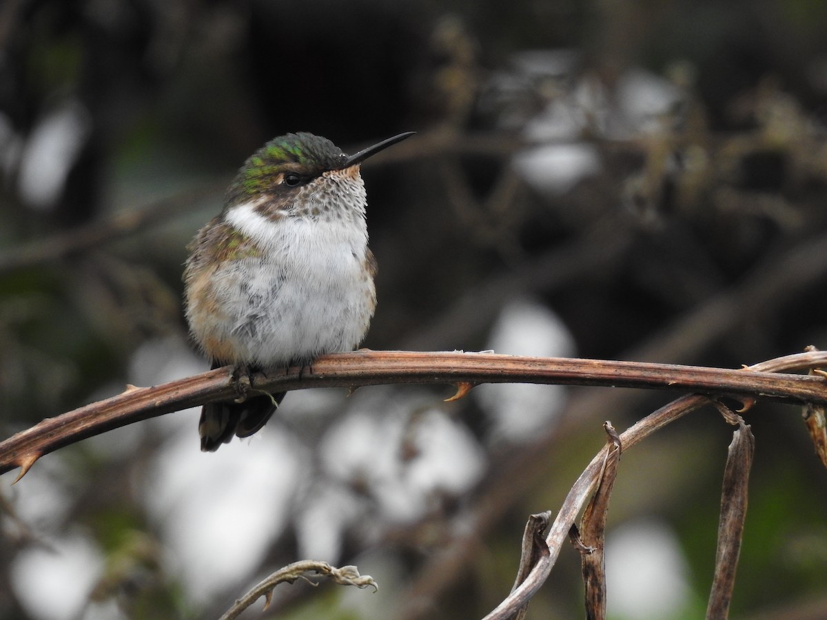 Volcano Hummingbird - ML636638819